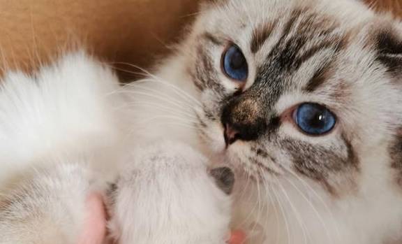 要如何判断是否患有猫冠状病毒?能治愈吗?_猫咪_治疗_症状
