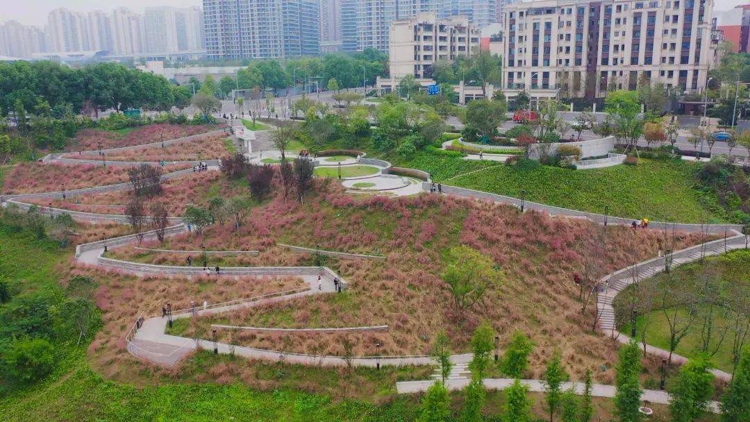 秋日限定浪漫上线！来两江这些地方邂逅粉黛花海