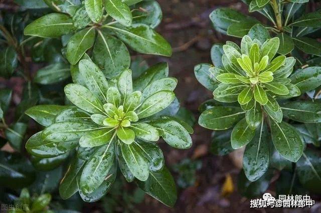 海桐蚧壳虫防治方法指南_危害_植物_进行