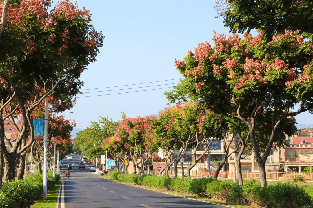 惊艳！栾树花开，秋意浓~