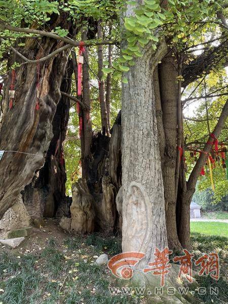 2600余岁的“老子手植银杏”：用四根“支撑柱”托着 即将迎来最美时节