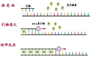 sybr green i发出微弱的荧光,但一旦与双链dna结合后,荧光大大增强