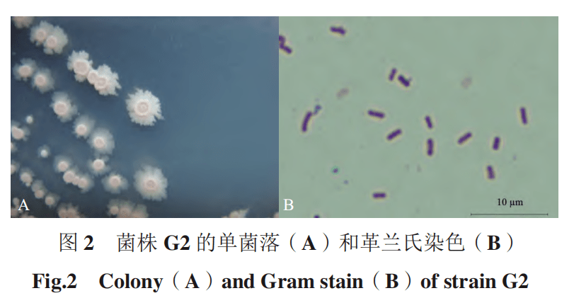 精选 2020-2022年 生物防治』主题文章_植物_微生物_研究进展