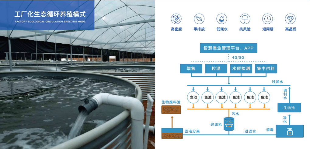 工厂化生态循环养殖系统主要包括圈养,集中供料,增氧,水质监测,温控