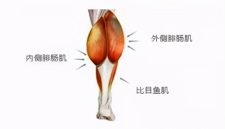 小腿_肌肉_运动