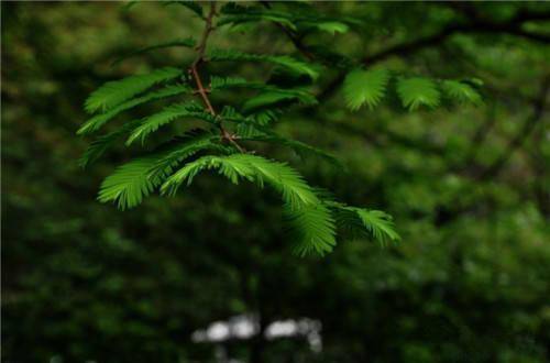 知道这些常见植物你都能分清了必赢平台(图4)