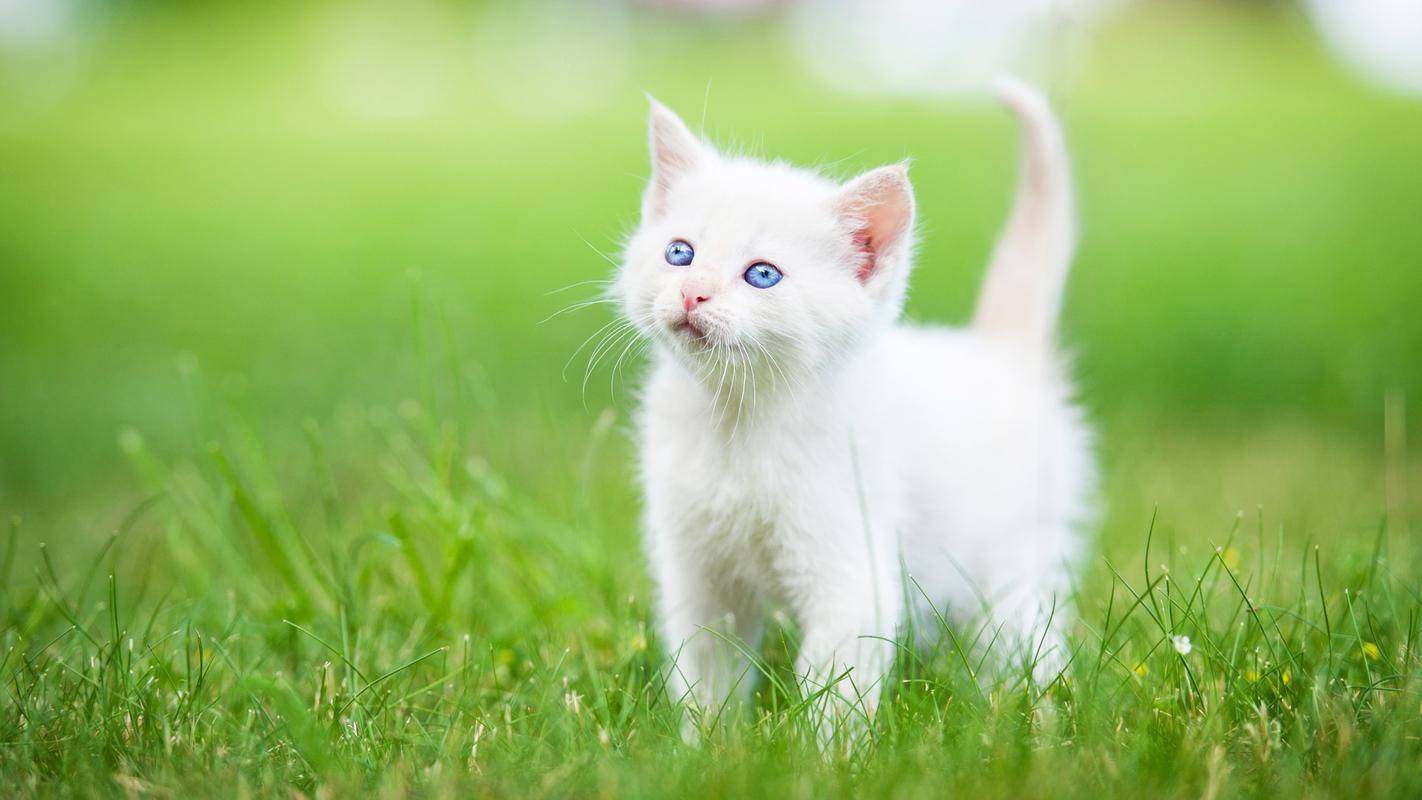 广州借卵多少钱（小心，这些症状可能是猫瘟！猫瘟该怎样治疗？）