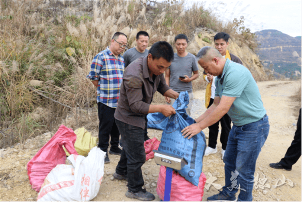 独山:科技选种 油桐树变致富树_金盾_贵州省_独山县