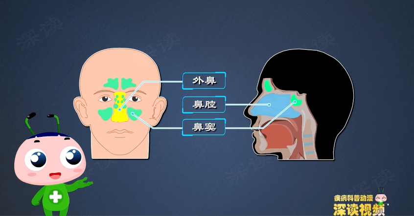 外鼻是突出面部的部分,鼻腔则是鼻孔之后,通向咽部的结构.
