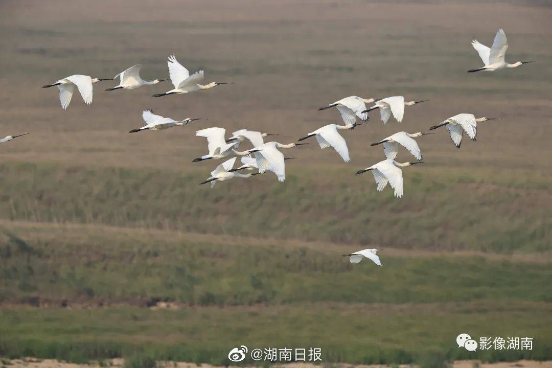 大批候鸟翔集东洞庭湖_自然保护区_岳阳_湖南