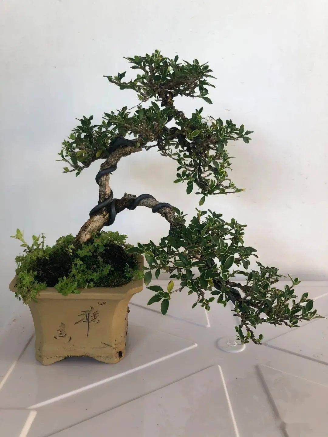线上花市又来了~盆景专场与你相约今晚6点_枝干_树木_松柏