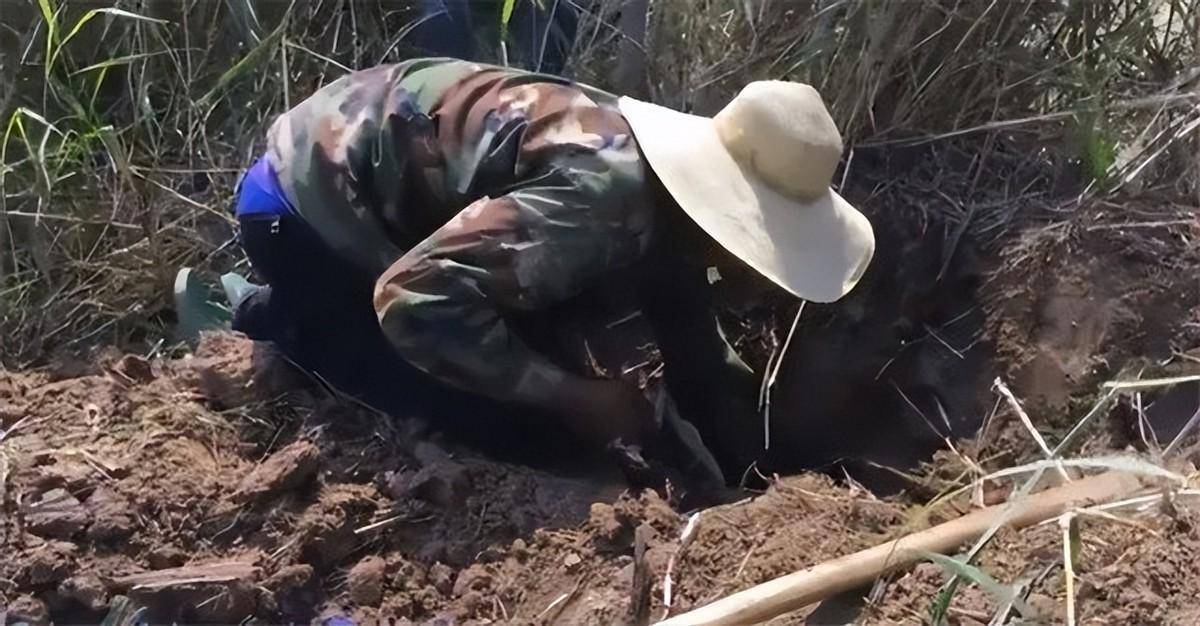 真的,大家经过清点,发现被程地明三人打死的"野鸡脖子"居然有73条之多