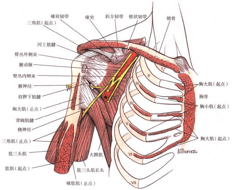 腋神经是臂丛后束的一分支,在肩胛下肌表面沿腋的后壁下行,其远离肩