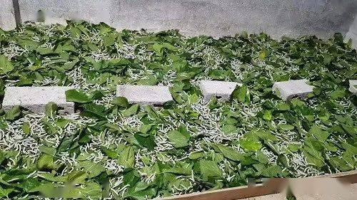 养蚕运用微生物技术，操作简单成本低，蚕病少、个大、更赚钱