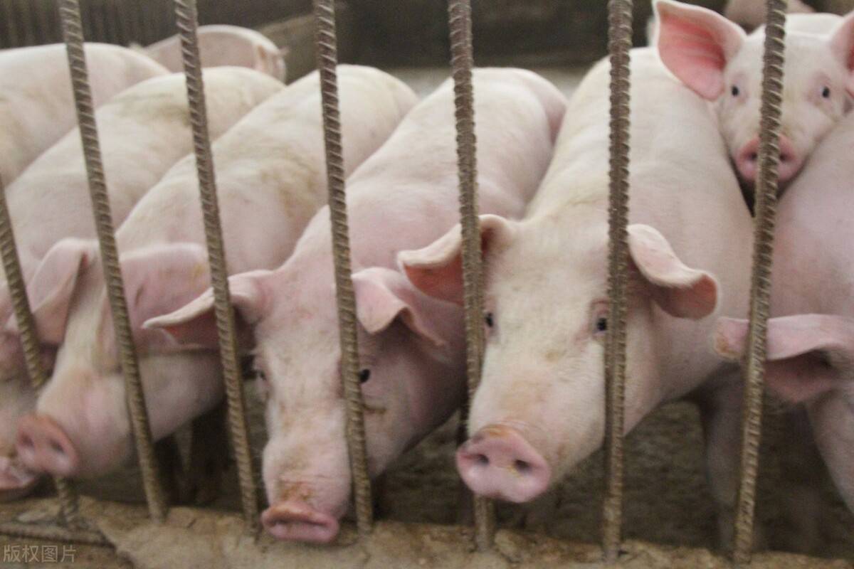 原创             猪价大幅下跌，市场猪肉价格是不是也要降了？