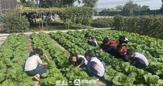 寿光市文家街道马店小学：田间地头“小菜园”，全面育人“大文章”  五年级作文 第2张