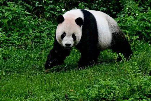 痛心！今天，大熊猫团团不幸离世