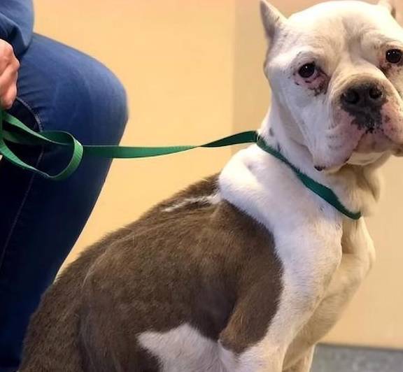 原创
  流浪狗用垃圾袋当床,这让女人很伤心,她每天都在门口等着领养 第4张 原创
  流浪狗用垃圾袋当床,这让女人很伤心,她每天都在门口等着领养 第4张