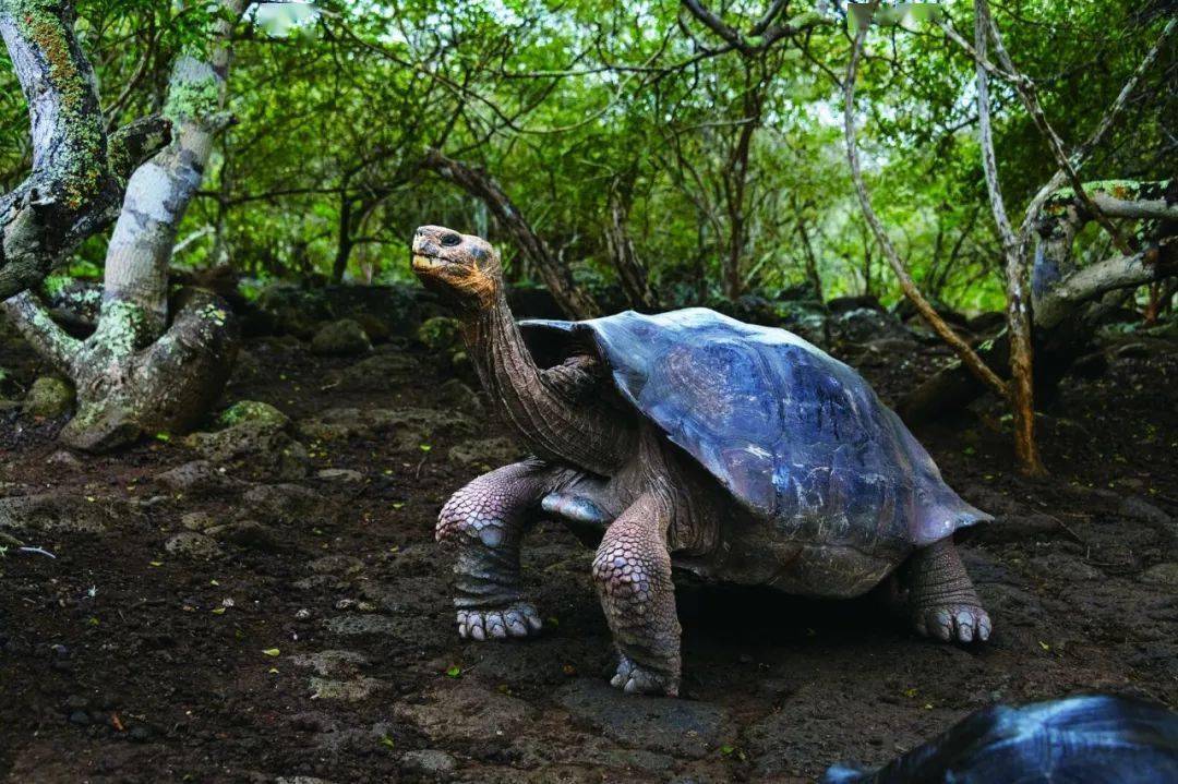 加拉帕戈斯群岛： 奇异的动物世界插图2