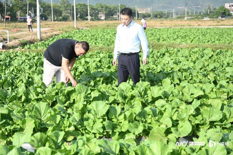 潘德贤说,他们每年供应给庆丰包子铺的梅菜有五六百吨,另外三全食品