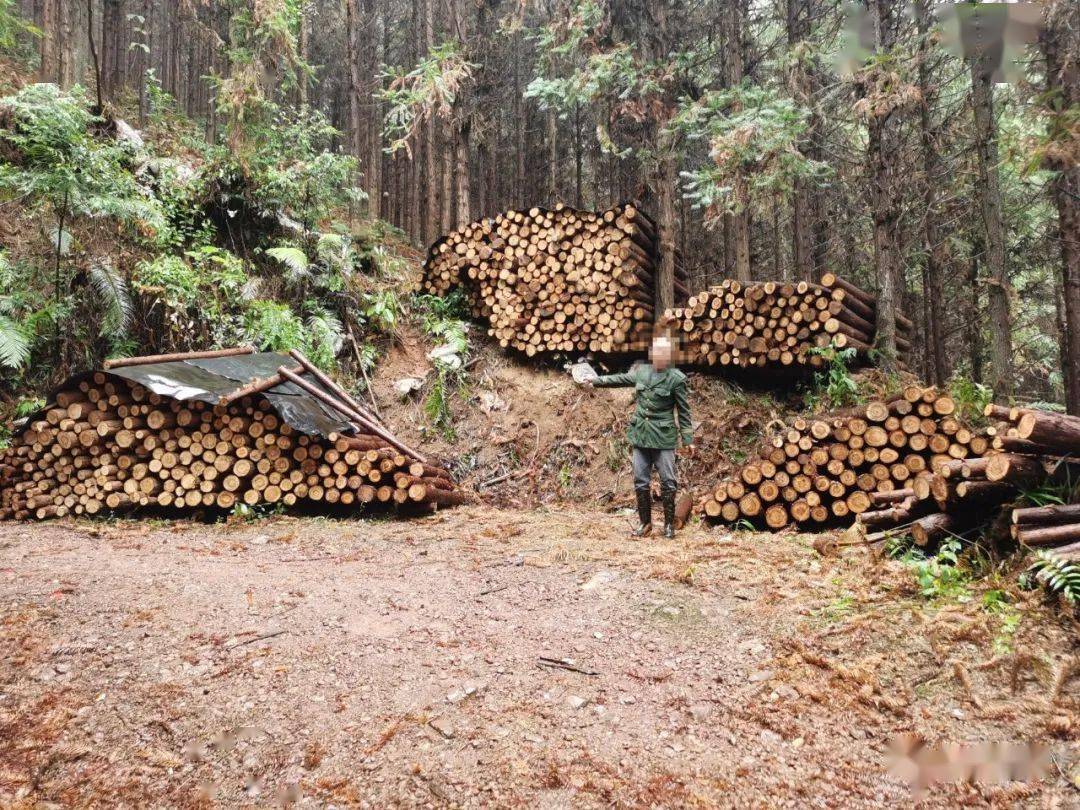 什么情况？桂林三名男子砍伐自家种的树被抓！