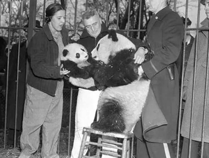 大熊猫落地卡塔尔,靠卖萌为祖国挣数十亿,土豪为它连夜学四川话_西方
