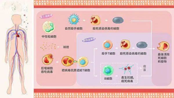 后天的特异性免疫后天感染激发免疫系统产生抗体人工预防接种免疫系统如