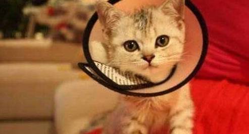 原创
            猫绝育手术：一般多少钱，如何避免被坑？