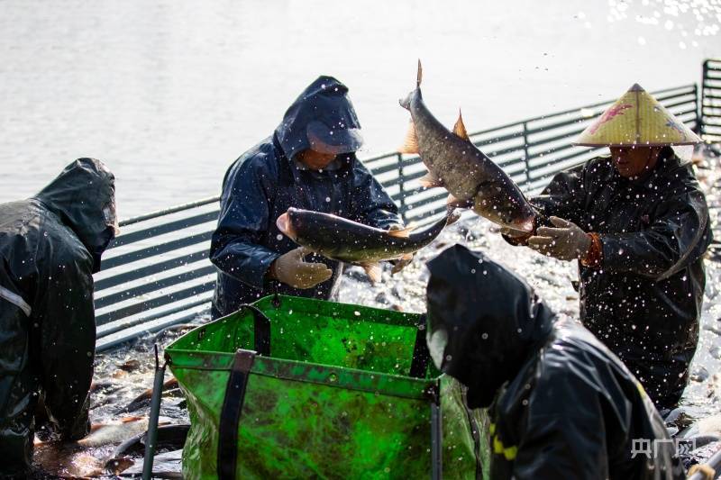 江西湖口：又是一年冬捕季 鱼跃人欢丰收年
