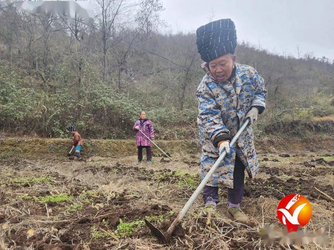 雅酉镇高达村:田间冬耕绘"丰"景_药材_种植_收入