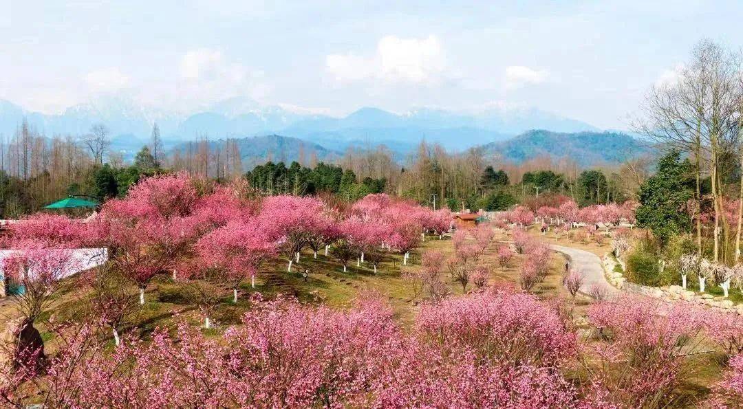 赏花品茗、果蔬采摘、亲子玩耍、户外烧烤农家饭~~都江堰市春节村落旅游精品景点线路带你畅玩！