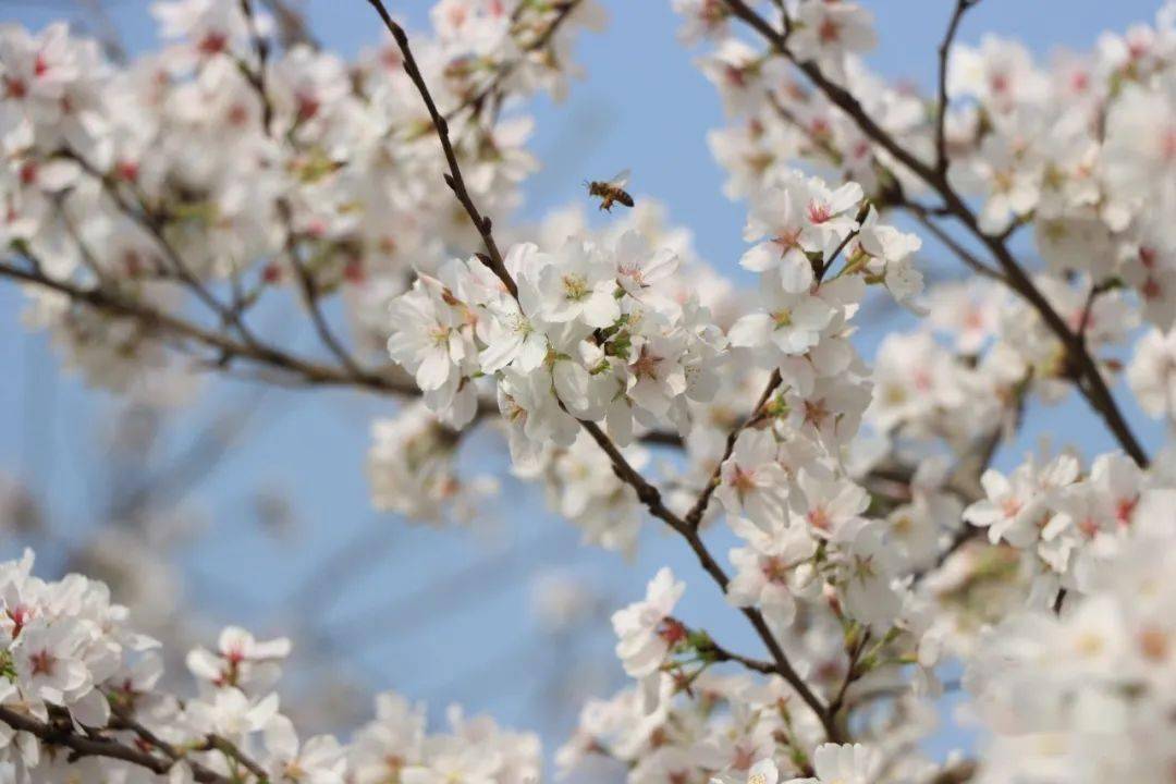 快保藏！江夏春季赏花地图来了