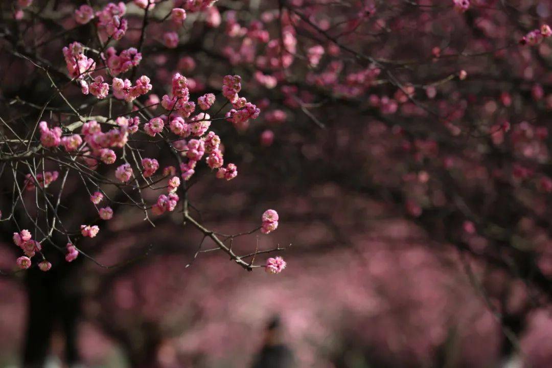 快保藏！江夏春季赏花地图来了