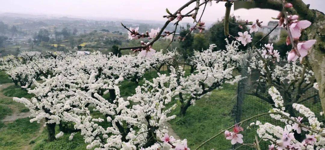 不行万亩樱花园，那座宝藏城市竟还有32个赏花地？