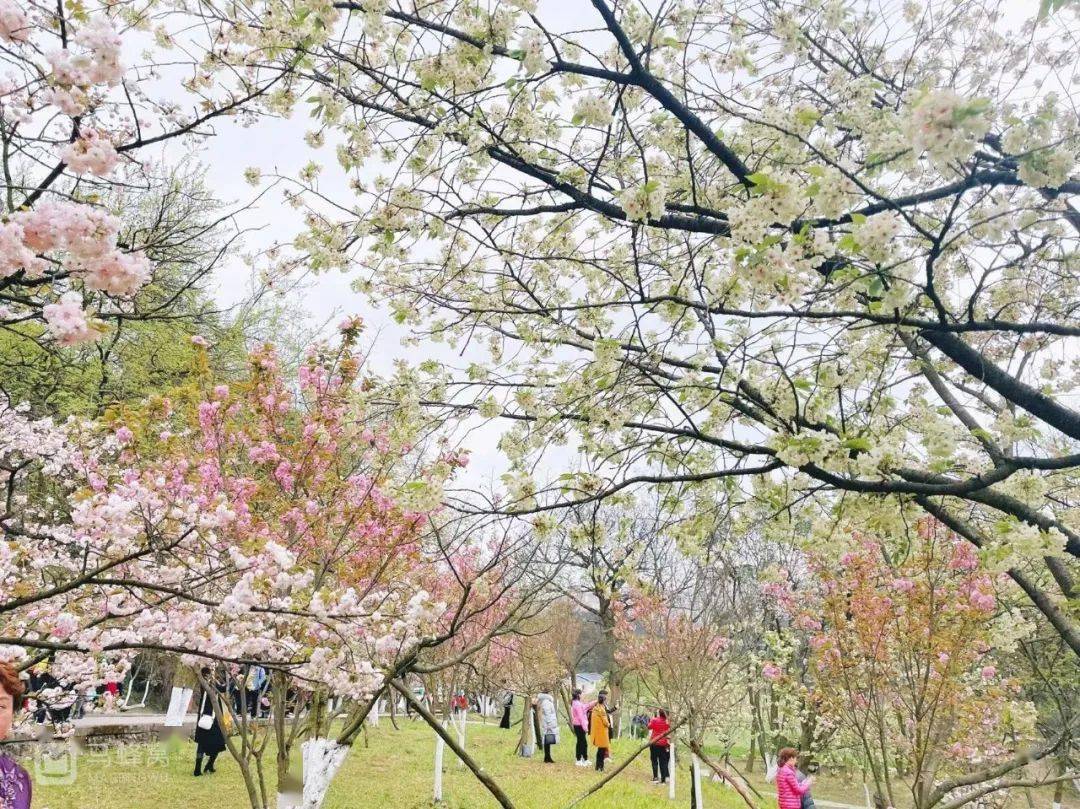 不行万亩樱花园，那座宝藏城市竟还有32个赏花地？