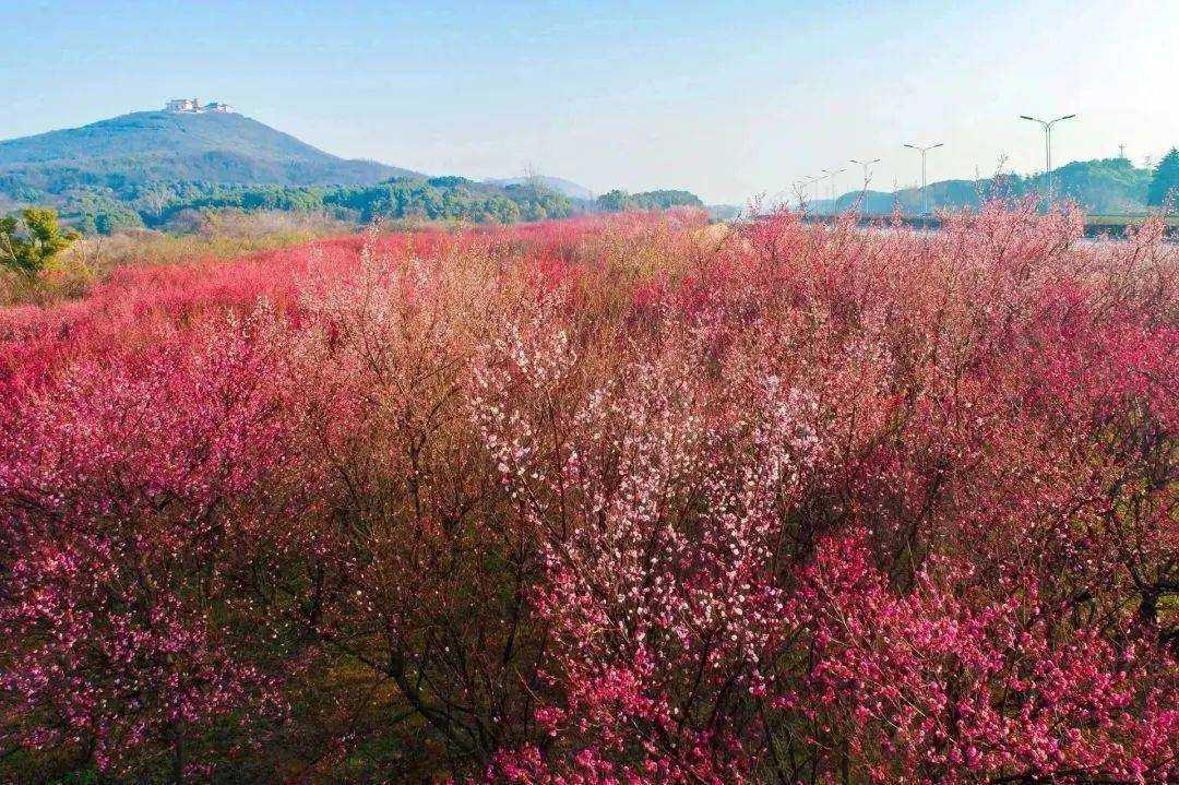 春回大地 至美屺亭