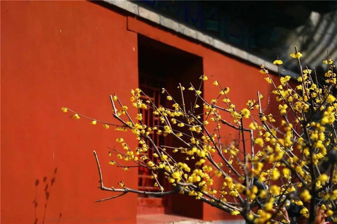 �������˱�����һĨ������ɫ