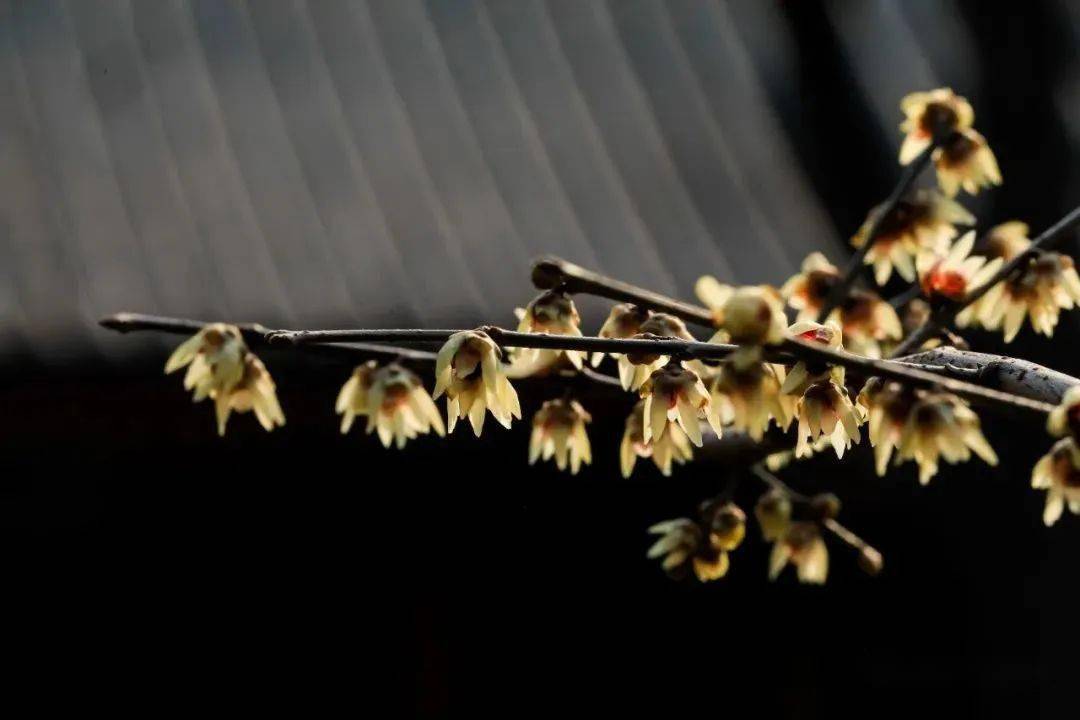 �������˱�����һĨ������ɫ