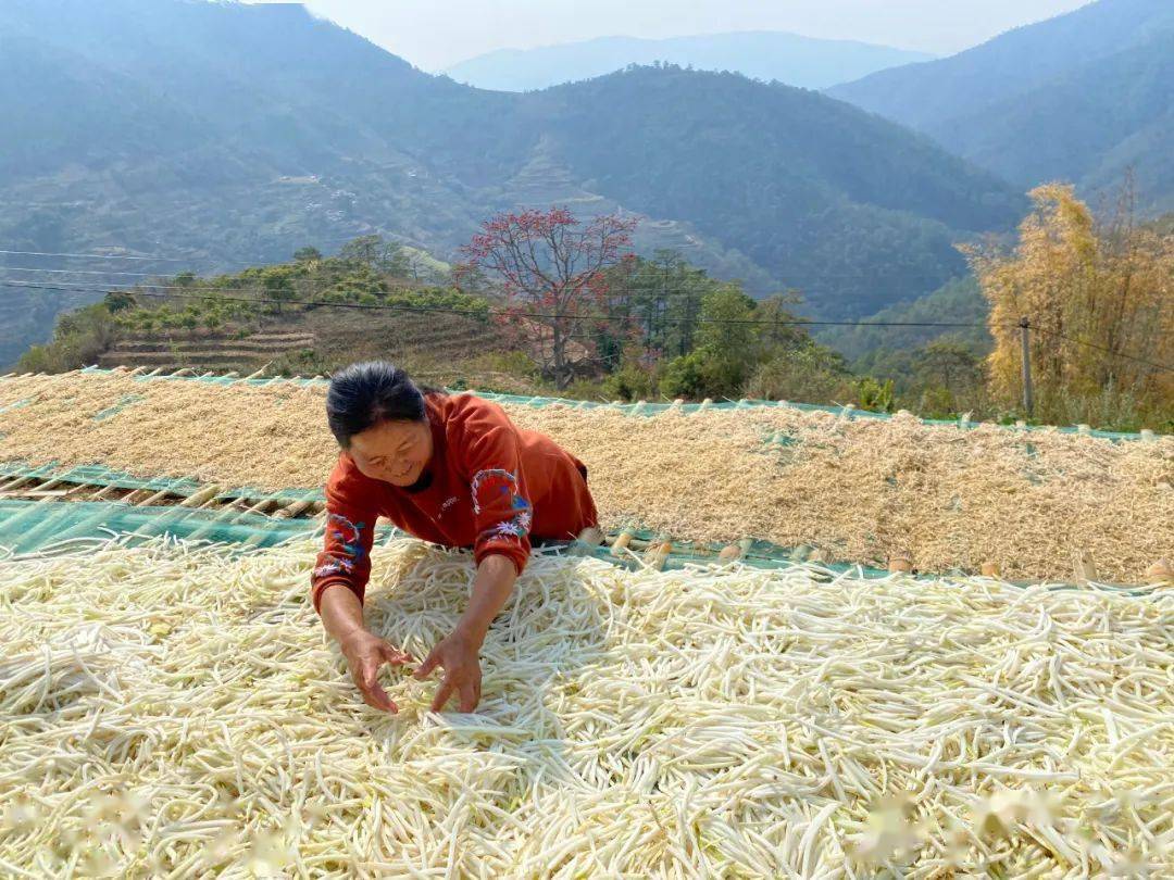 龙潭乡：冬萝卜丰收铺就致富路