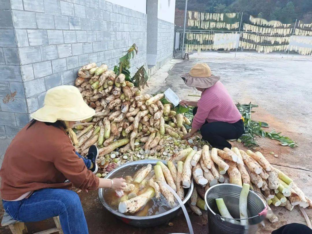 龙潭乡：冬萝卜丰收铺就致富路