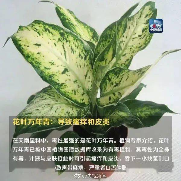 形似蒜苗，已有人中毒，你家花盆里可能也有→