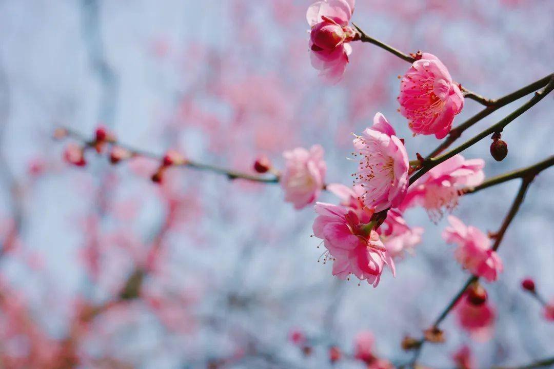 女神节出游 | 十里蓝山以花之名，邀女神共赴花事~