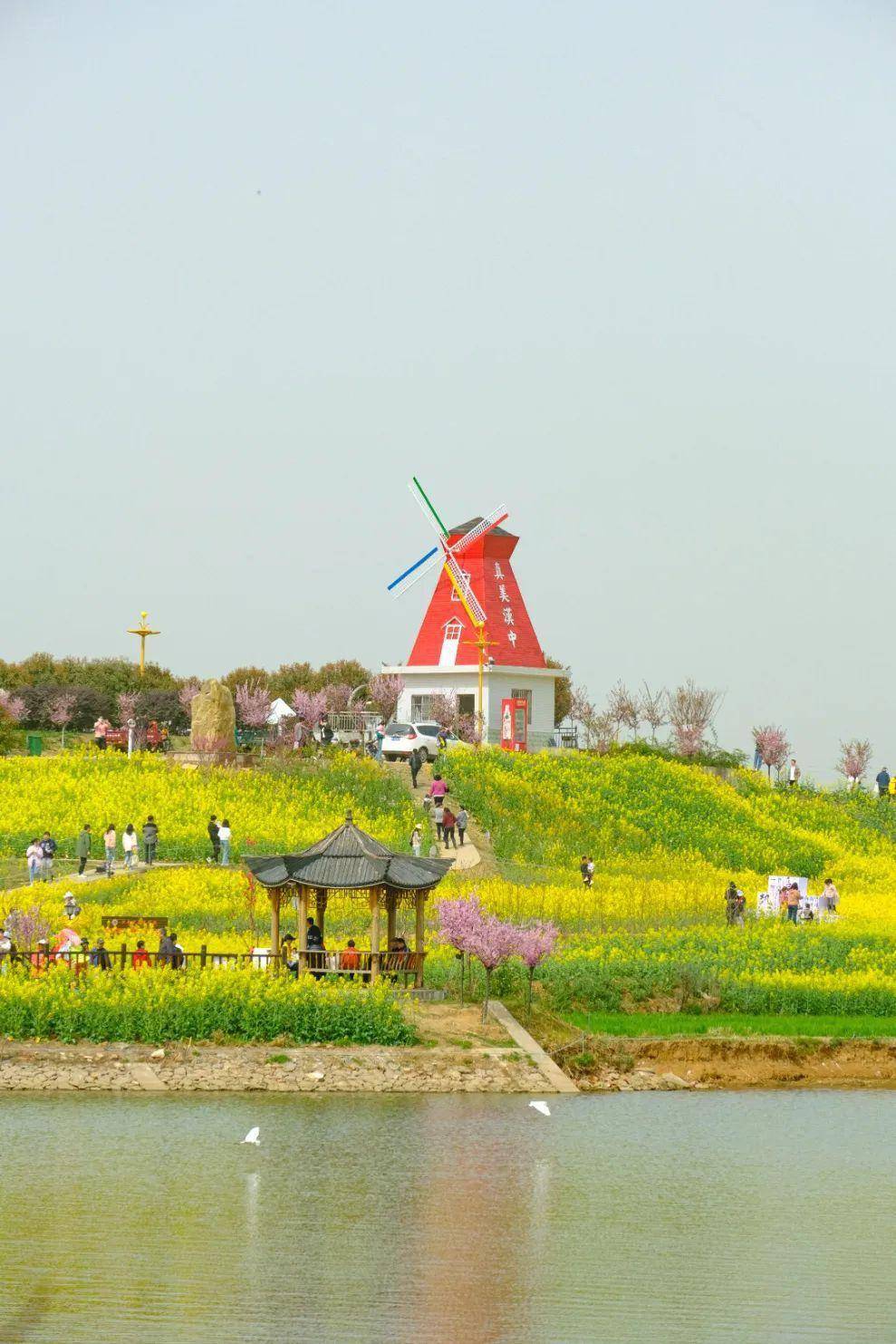 赏花何必远行？汉中那处“金色梦幻世界”藏着春天最美妙的光景~