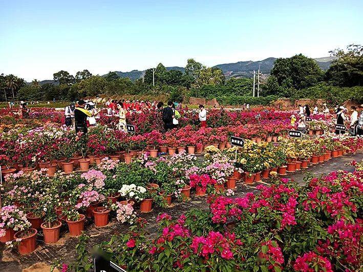 超震撼！“十里桃花” 三亚开 满园飘香等你来！ 门票免费送！约起！