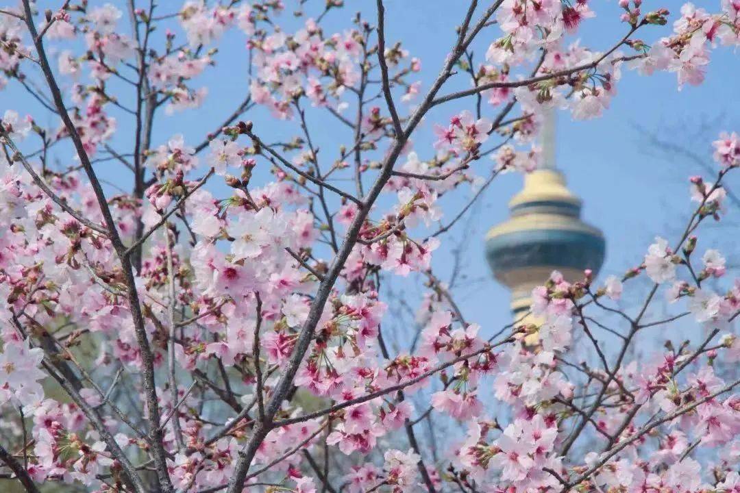 开花了！海淀 ｜请以樱花之名称号玉渊潭的春天