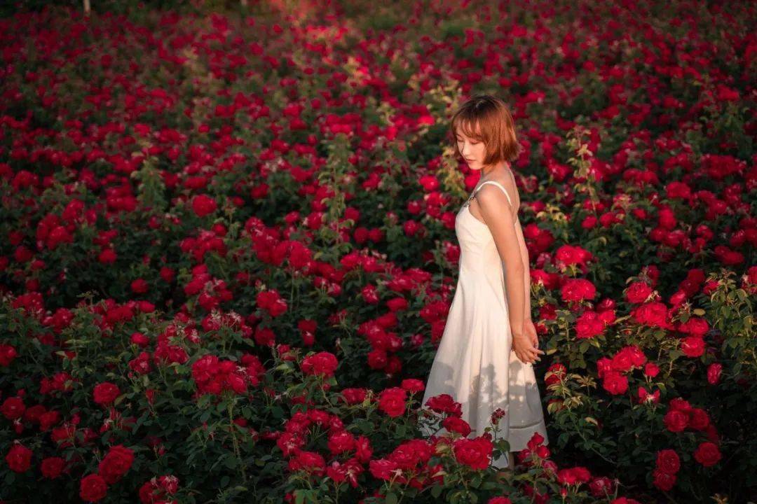 可惜，三月还不是玫瑰的最佳观赏月份，所以没能去到云南的玫瑰园打卡。