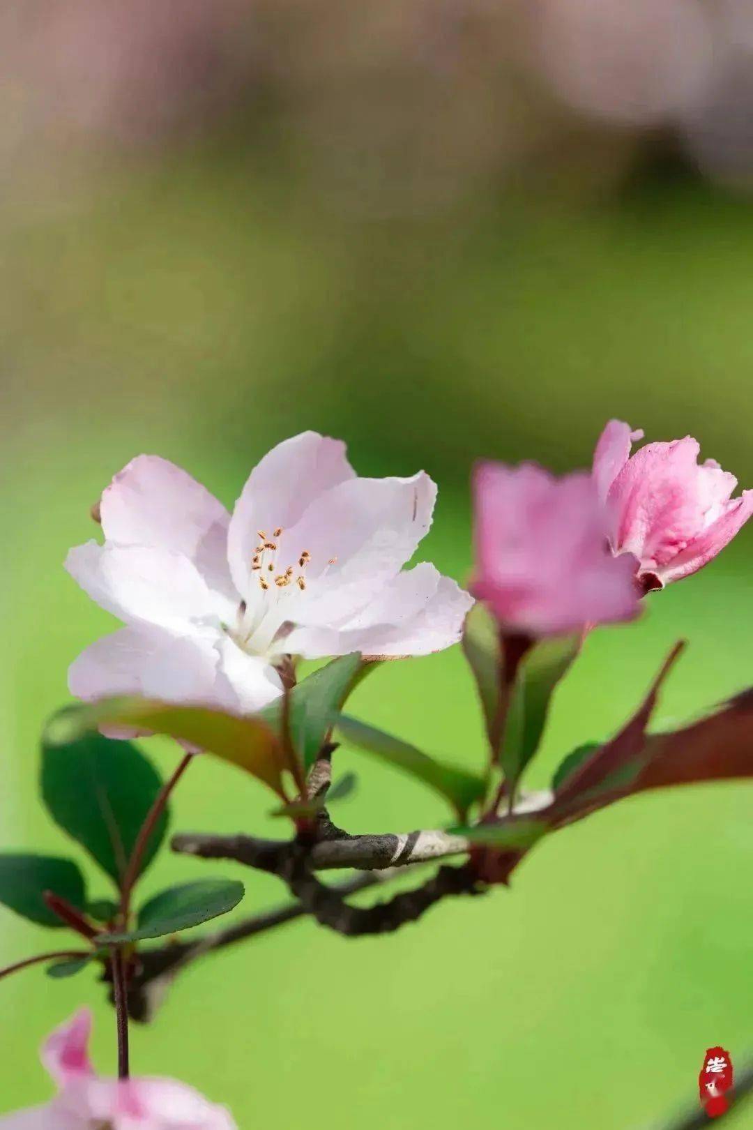 滴滴嘟嘟！“崇明花花巴士”发车啦