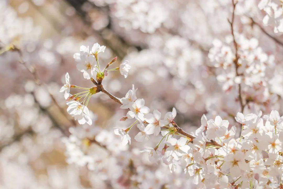 4月不来那座樱花开满的城市看看，我会遗憾整个春天