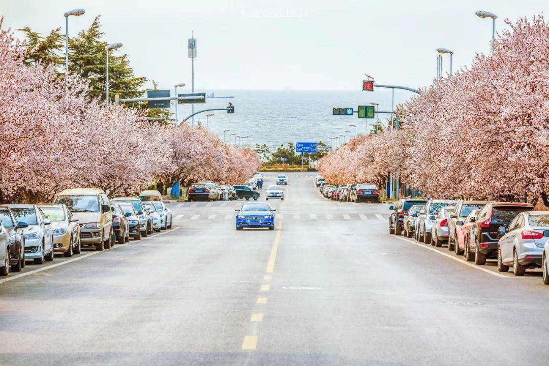 4月不来那座樱花开满的城市看看，我会遗憾整个春天