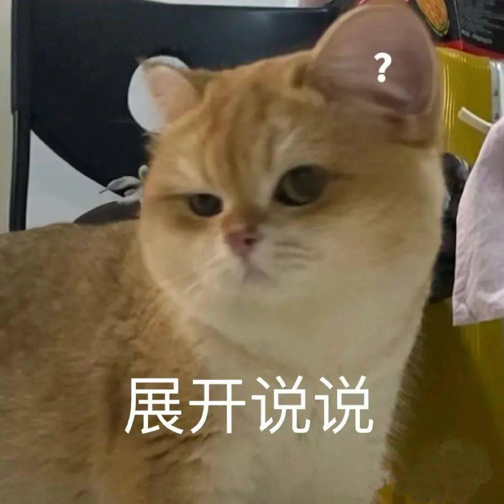 爱猫之城